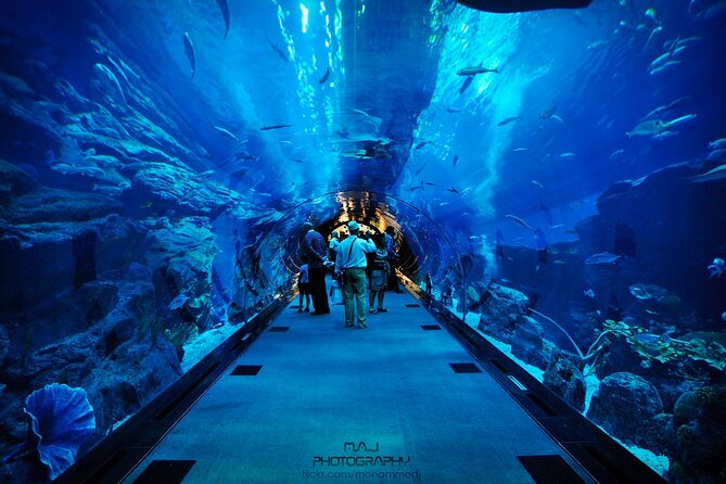 Dubai Aquarium & Underwater Zoo with Penguin Cove - Cage snorkeling and shark encounters: what to weigh before you commit