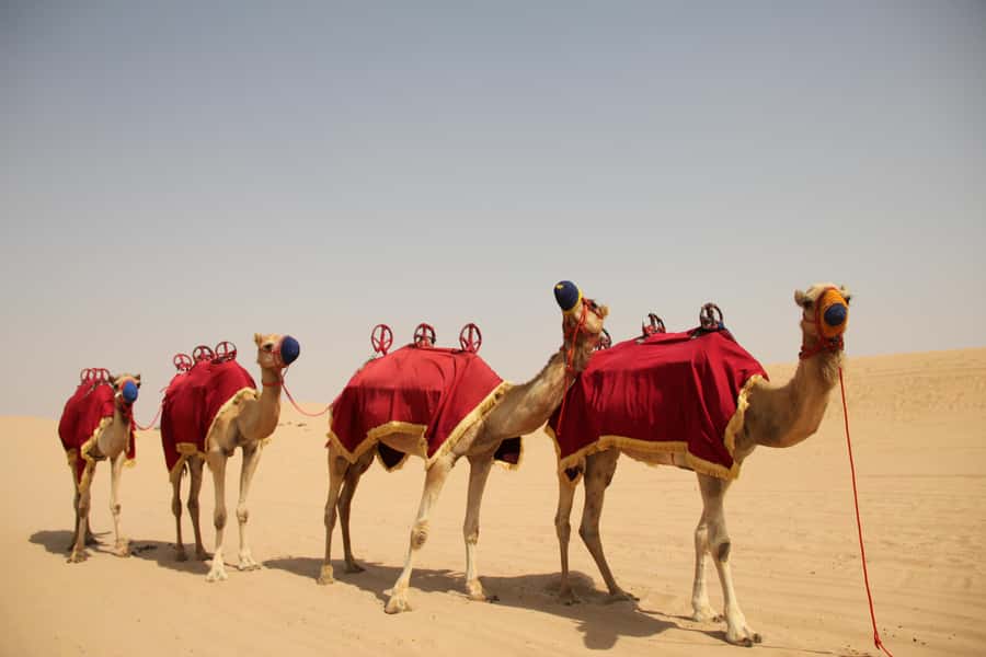 Dubai: Bedouin Camp, Dune Safari, Falcon Show & BBQ Dinner - Dune Bashing and Sandboarding: Where the Adrenaline Actually Happens
