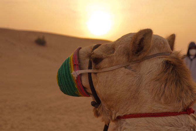Dubai Buggy Tour in red sands and Desert Safari - Desert Safari Extras: What You Might Add (Or Ask About)