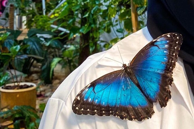 Dubai Butterfly Garden Entry Ticket - Up-close moments: feeding and the net gazebo vibe