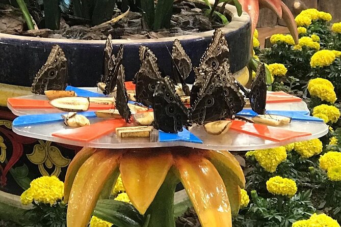Dubai Butterfly Garden Entry Ticket - Price and value: is $25.41 for an entrance ticket fair?