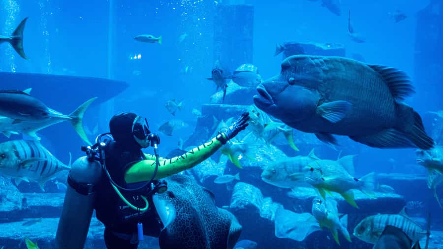 Dubai: City Tour with Iconic Attractions Tickets - Palm Jumeirah: The Viewpoint and a Monorail Over the Water