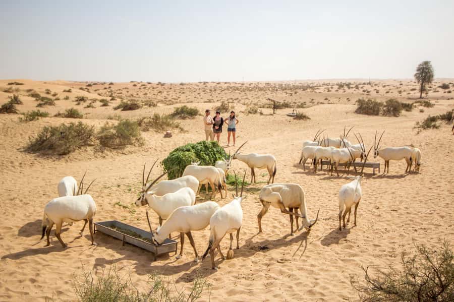Dubai: Conservation Drive & Platinum Breakfast - Key points at a glance