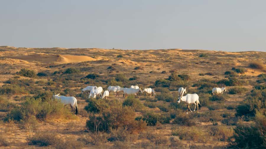 Dubai: Conservation Drive & Platinum Breakfast - Possible downsides and who should think twice