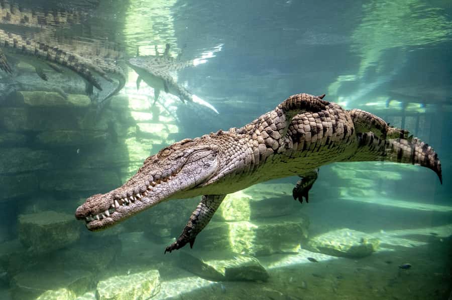 Dubai Crocodile Park Ticket - Getting into Dubai Crocodile Park fast, without extra hassle