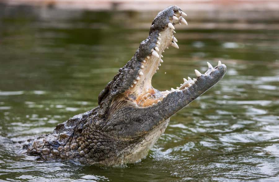Dubai Crocodile Park Ticket - The real draw, 250 Nile crocodiles and behavior you can actually notice