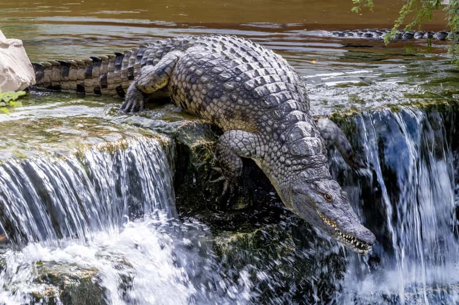 Dubai Crocodile Park Ticket - How long does it take, and how to pace it?