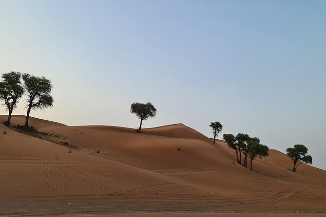 Dubai Desert 4x4 Dune Bashing, Self-Ride 30min ATV Quad, Camel Ride,Shows,Dinner - Bedouin Majilis Camp Stops: Camel Ride, Sandboarding, Henna, Shisha