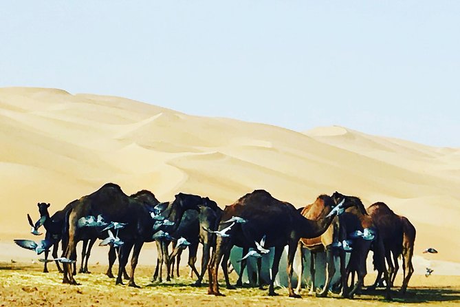 Dubai Desert Adventure Half-Day Tour - Falcon Photo and Falconry Display, Not Just a Quick Prop