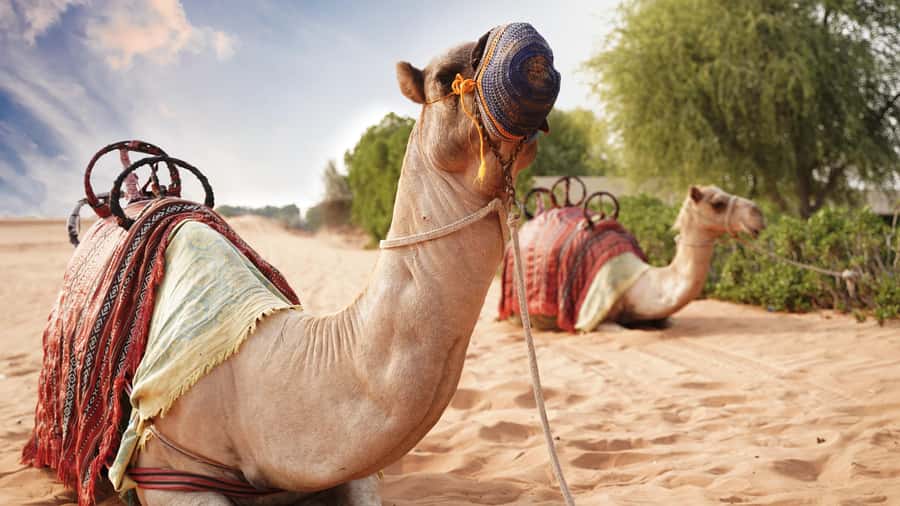 Dubai Desert Adventure: Red Dunes Guided Quad/Polaris & BBQ - Your 1-hour self-ride on quad bikes or Polaris RZR ATVs