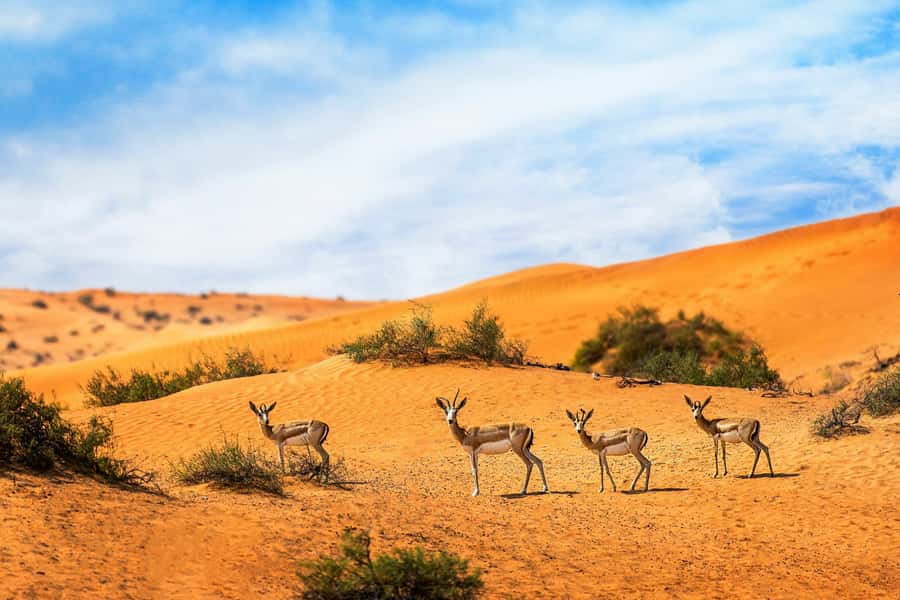 Dubai Desert Morning Drive with Wildlife Experience - Morning in the desert: why this timing works