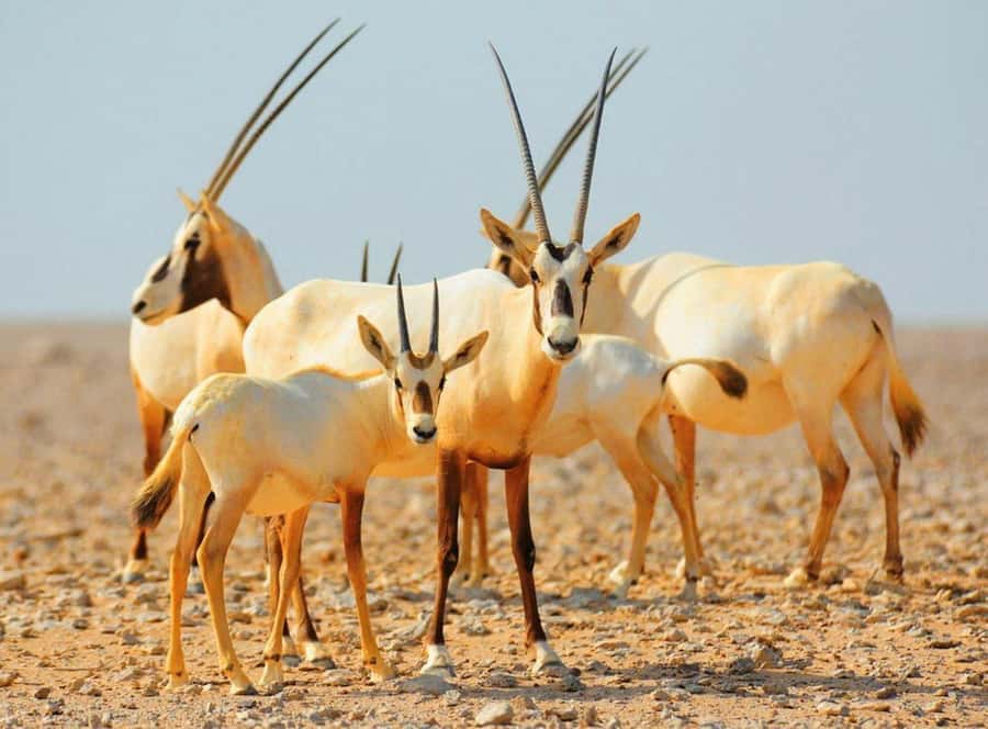 Dubai Desert Morning Drive with Wildlife Experience - Hotel pickup, air-conditioned 4x4, and how the day really runs