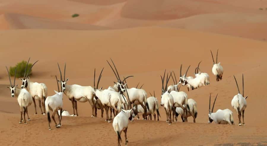 Dubai Desert Morning Drive with Wildlife Experience - Dune bashing and sand boarding: the fun part, with real safety sense