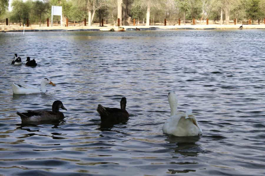 Dubai Desert Morning Drive with Wildlife Experience - Price and value: what $85 gets you in real terms
