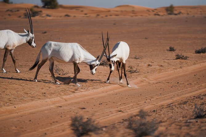 Dubai Desert Safari: Camel Ride, Sandboarding, BBQ & House Drinks - Drivers, Photo Stops, and Why People Keep Mentioning Them