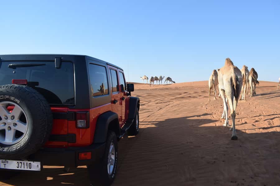 Dubai: Desert Safari, Quad Bike, Camel Ride and Sandboarding - Who This Tour Fits Best (and Who Should Skip It)