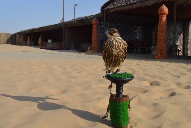 Dubai Desert Safari with Camel Riding, Sand Boarding,BBQ Dinner and 3 Live Shows - Upgrades and add-ons: ATV and falconry cost extra