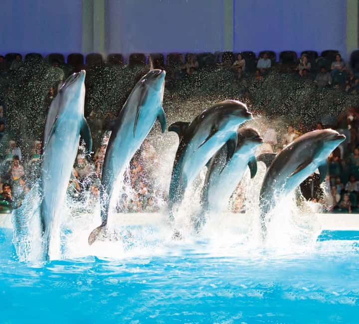 Dubai: Dubai Dolphinarium Dolphin, Seal & Bird Show Tickets - Key things to know before you go