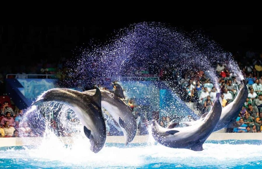 Dubai: Dubai Dolphinarium Dolphin, Seal & Bird Show Tickets - Entering Dubai Dolphinarium at Creek Park Gate 1