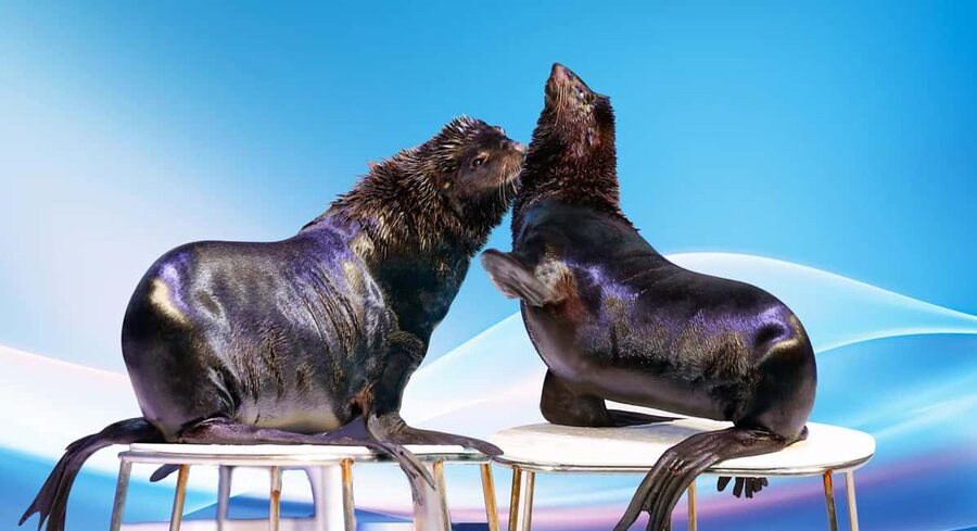 Dubai: Dubai Dolphinarium Dolphin, Seal & Bird Show Tickets - VIP seating, seat comfort, and how to think about the upgrades