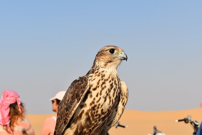 Dubai: Evening Desert Safari, Camel Ride, Shows & BBQ Dinner - Belly dance, Fire Show, and Tanoura: how the entertainment fits the meal
