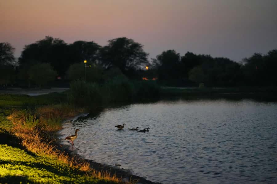 Dubai: Evening Desert Safari with Camel Ride & Stargazing - Wildlife Walk and Oasis Greenery: The Nature Part Actually Matters