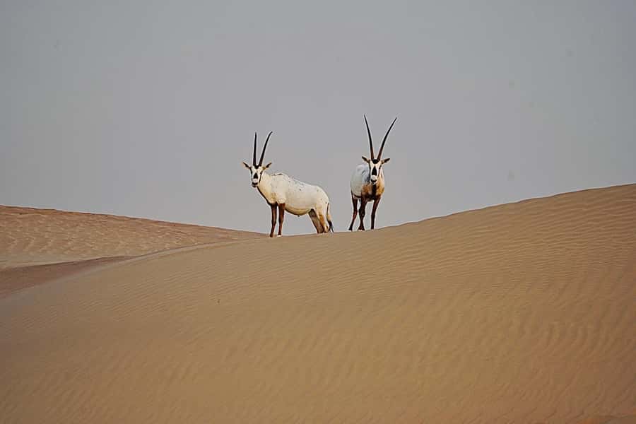Dubai: Half-Day Camel Trekking with Al Marmoom Breakfast - Who This Tour Fits Best, and Who Should Skip It