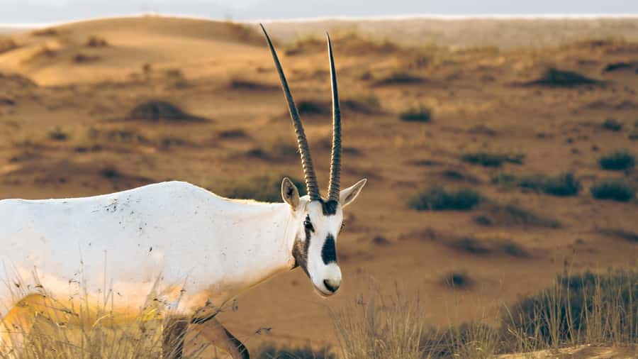 Dubai: Heritage Desert Safari wtih Overnight and Breakfast - Price and value: what $298 buys you in real terms