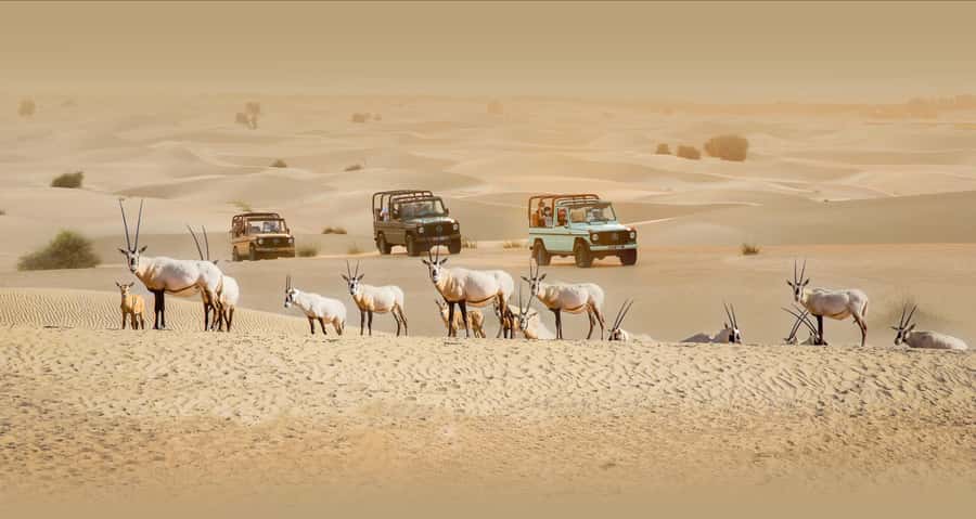 Dubai: Heritage Safari, Camel Ride & Al Marmoom Oasis Dinner - Inside the vintage G-Class dune drive: photos, animals, and real desert vibes