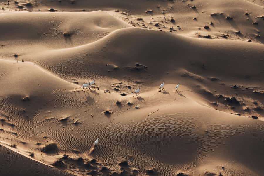Dubai: Hot Air Balloon Ride with Camel Ride & Falcon Show - After landing: refresh time, Bedouin camp breakfast, and real desert ambience