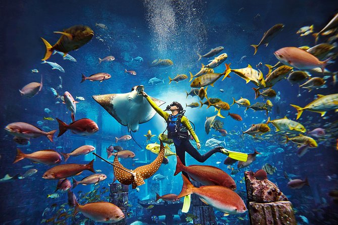 Dubai Lost Chambers Dive Explorer (Certification Required) - Ambassador Lagoon: what you actually see underwater