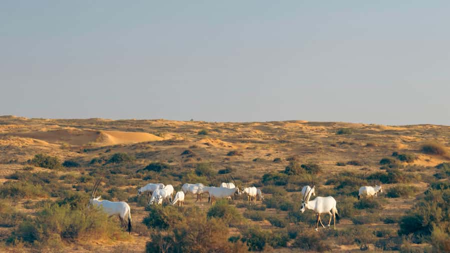 Dubai: Luxury Safari with Michelin-Curated 5-Course Dinner - Nature drive without dune bashing: the guide’s job is the star