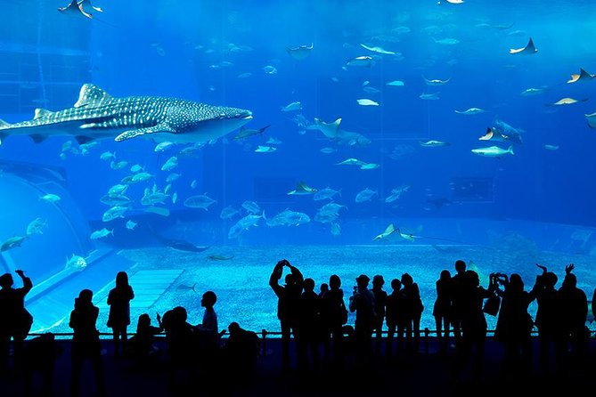 Dubai Mall Aquarium & Underwater Zoo with Penguin Cove Tickets - What’s Included With Penguin Cove Tickets (And What Isn’t)
