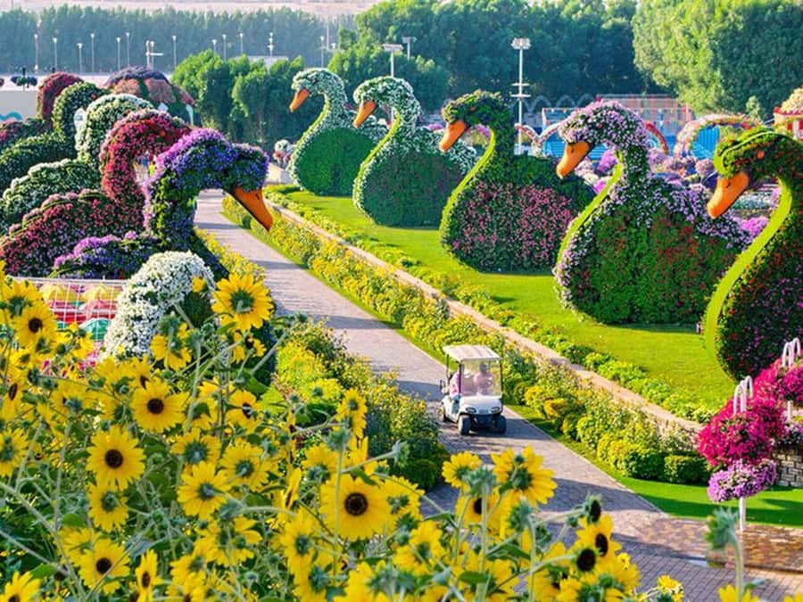 Dubai: Miracle Garden, Global Village, and Dubai Frame - A smooth one-day combo: hotel pickup to late-night Global Village
