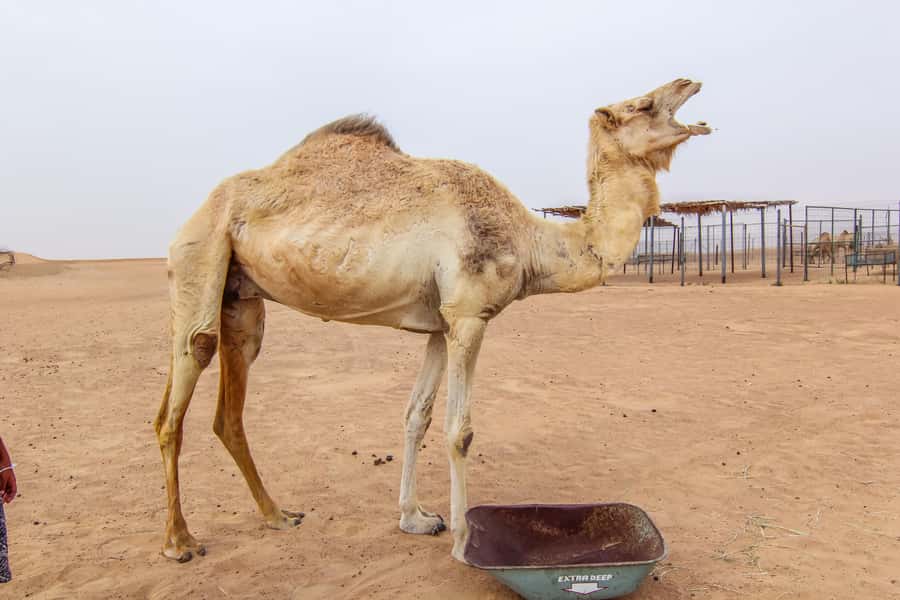 Dubai: Morning Desert Safari with Camel Ride & Sandboarding - Price and value at around $50 per person