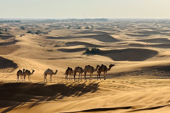 Dubai Morning Evening Desert Safari,Sand boarding and Camel ride - Camel ride included, short time but good photo payoff