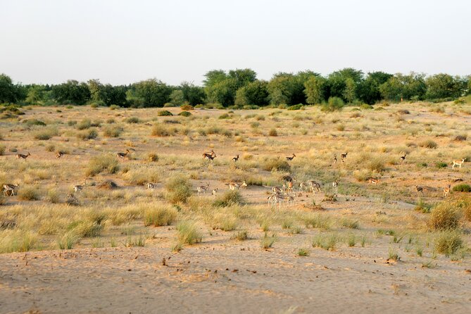 Dubai: Morning Heritage Safari by Vintage G Class & Al Marmoom Oasis - Group Size, Timing, and the Reality of Desert Mornings