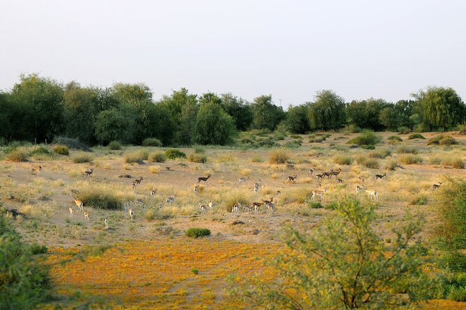 Dubai: Morning Safari by Vintage G Class & Al Marmoom Experience - Why this morning safari is different from the typical Dubai dune tour