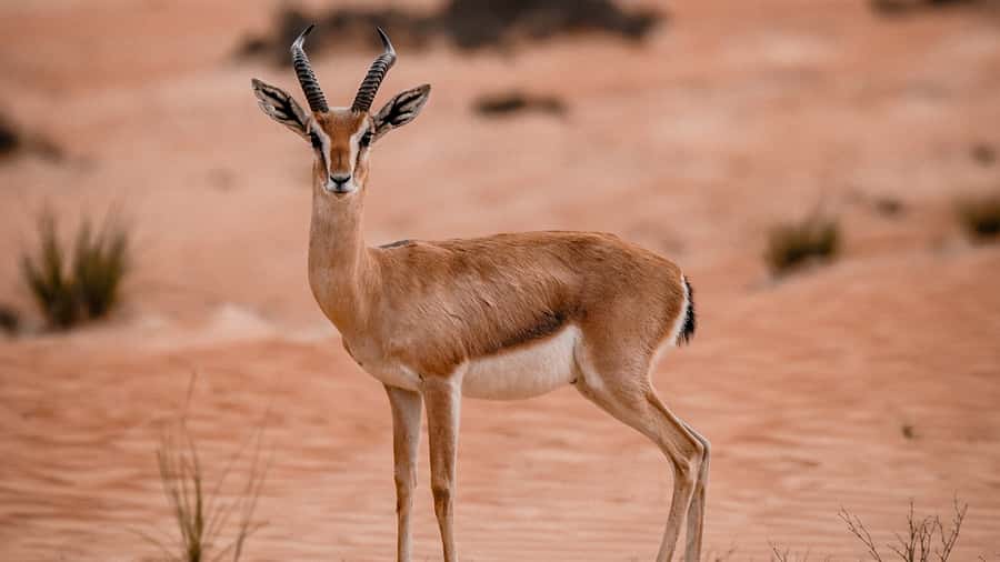 Dubai: Premium Desert Safari, Camel Ride, BBQ & Sandboarding - The red dunes dune bashing: the part you’ll remember