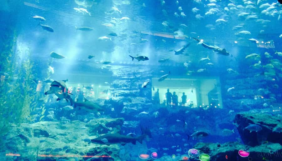 Dubai: Premium Half-Day Dubai Highlights Tour small group - Burj Al Arab photos and Madinat Jumeirah’s in-between world