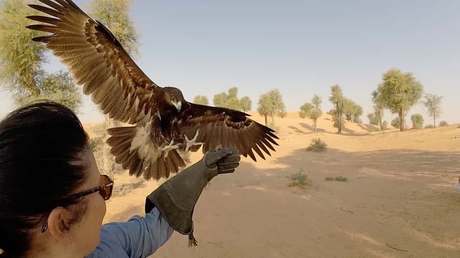 Dubai: Private Falconry Safari - The 1.5-hour falconry session, from help to hands-on flights
