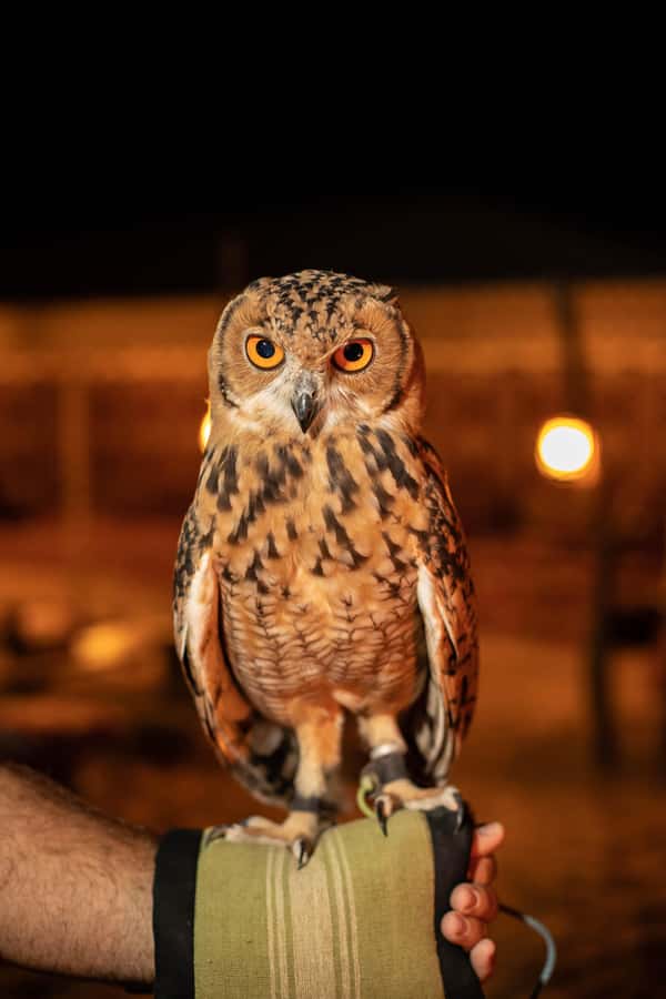 Dubai: Private Night Safari & Astronomy with 3-Course Dinner - Price and value at $816 per person for 5 hours