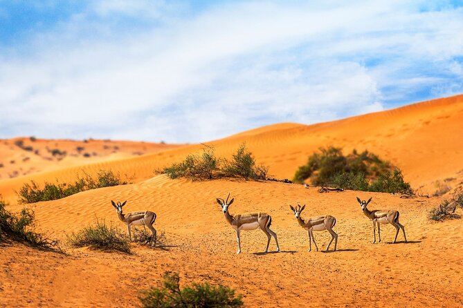 Dubai Private Sunset Desert Drive with Wildlife Experience - Key things to know before you go