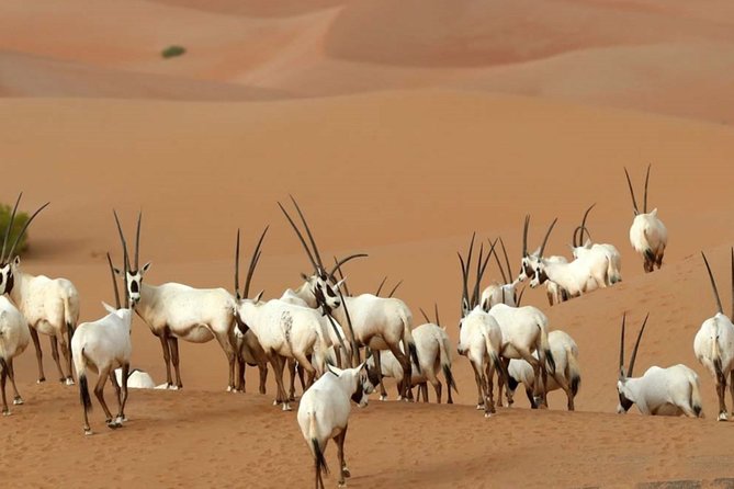 Dubai Private Sunset Desert Drive with Wildlife Experience - Dune bashing: quick adrenaline bursts, plus the desert views