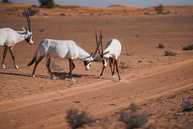 Dubai Red Dunes Safari: Dune Bashing, Camel Ride & Breakfast - 4WD dune bashing in the conservation reserve: thrilling, but read the safety vibe