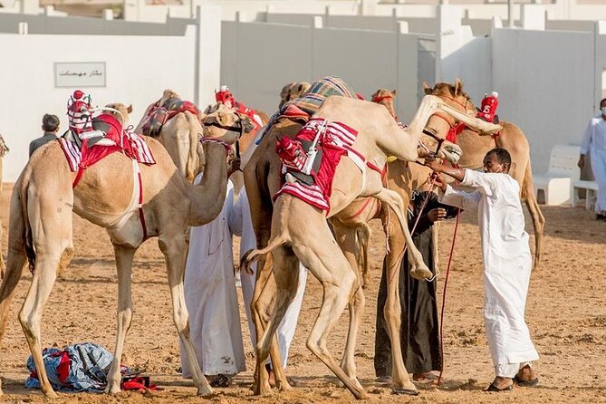 Dubai Royal Camel Race with Prime Seats & Short Camel Ride - Getting to Dubai Royal Camel Racing Club, and what check-in really means