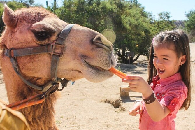 Dubai Royal Camel Race with Prime Seats & Short Camel Ride - VIP camel race viewing: what the show feels like in real life