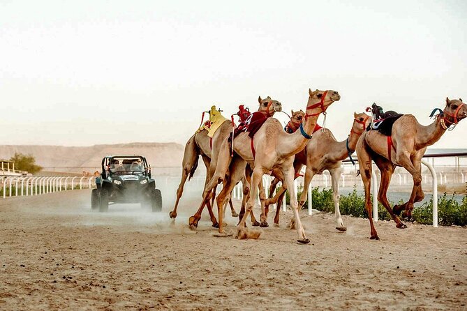 Dubai Royal Camel Race with Prime Seats & Short Camel Ride - Camel milk, ice cream, and the camel food angle