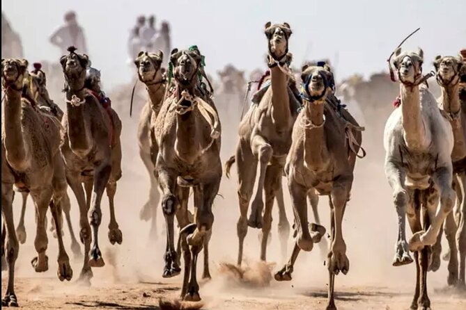 Dubai Royal Camel Race with Prime Seats & Short Camel Ride - Who should book this Dubai camel race experience?