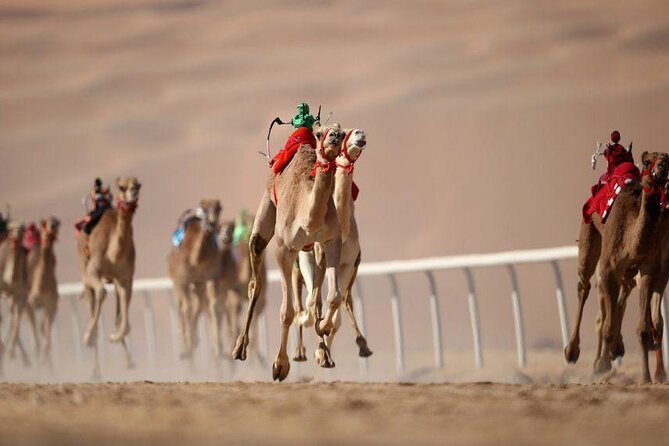 Dubai Royal Camel Race with Prime Seats & Short Camel Ride - How the experience flows: from heritage tent to race show